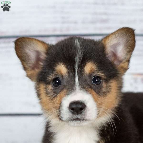 Wanda, Pembroke Welsh Corgi Puppy